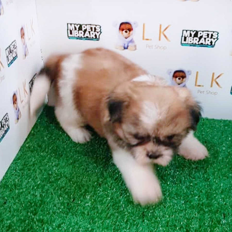 Tri Colour Shih Tzu Puppy (Female) For Sale