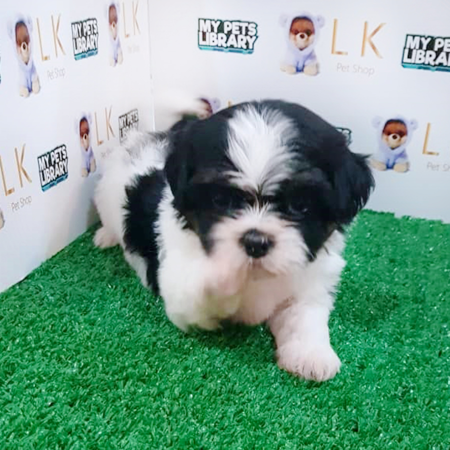 Parti Shih Tzu Puppy (Male) For Sale