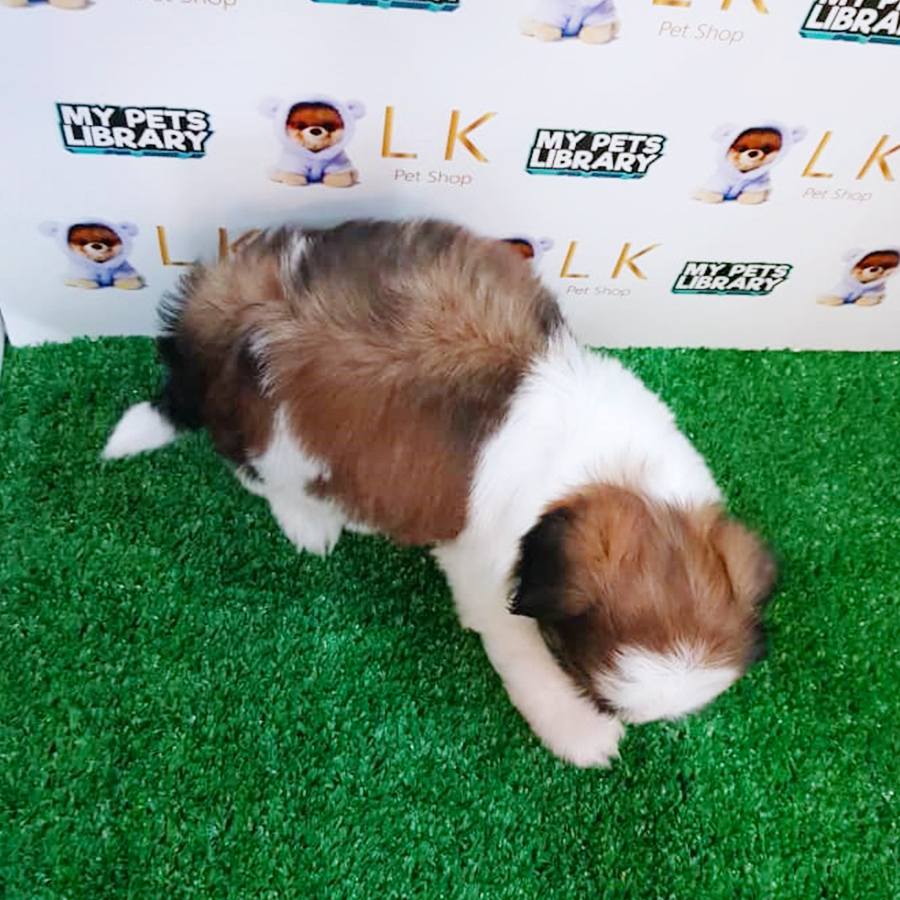 Parti Shih Tzu Puppy (Female) For Sale