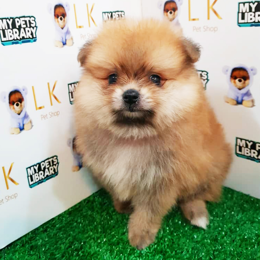Sable Brown Pomeranian Puppy (Male) For Sale