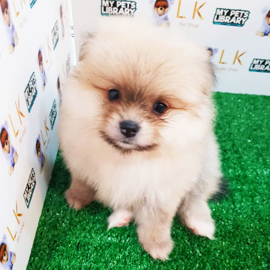 Sable Pomeranian Puppy (Female) For Sale