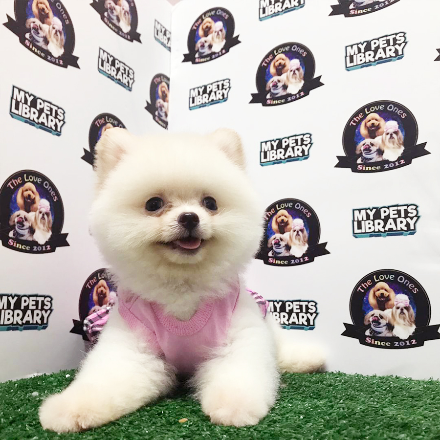 Cream Quality Pomeranian Puppy (Female) For Sale