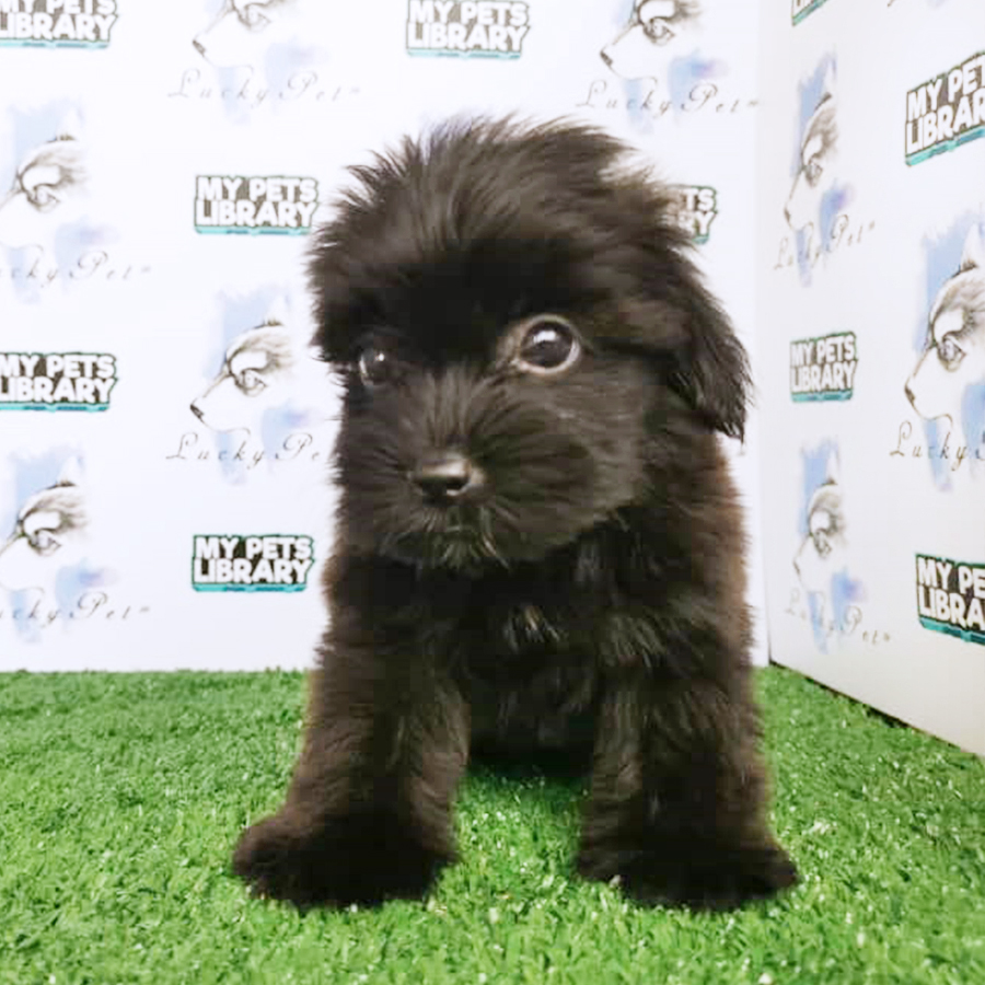 Black Toy Poodle Puppy (Female) For Sale