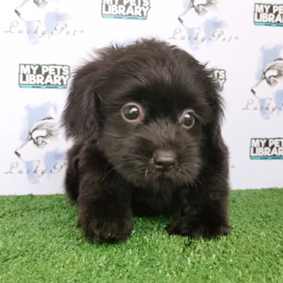 Black Toy Poodle Puppy (Male) For Sale