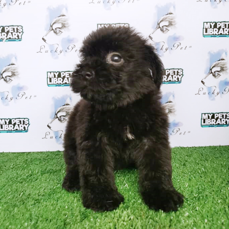 Black Toy Poodle Puppy (Male) For Sale