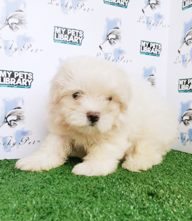 Cream White Maltese Puppy (Male) For Sale