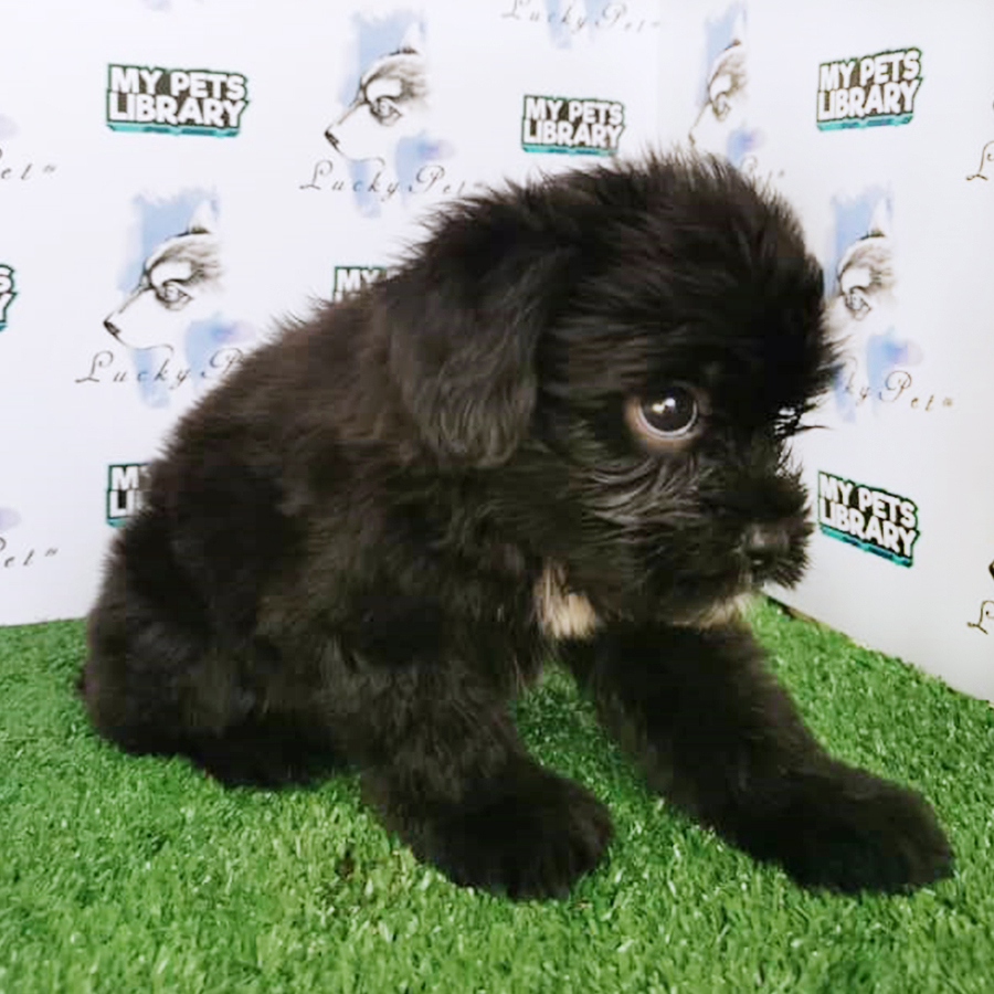 Black Toy Poodle Puppy (Male) For Sale
