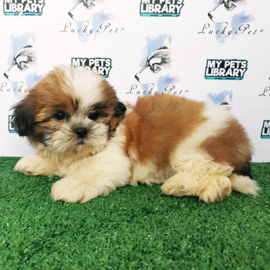 Tri Colour Shih Tzu Puppy (Female) For Sale