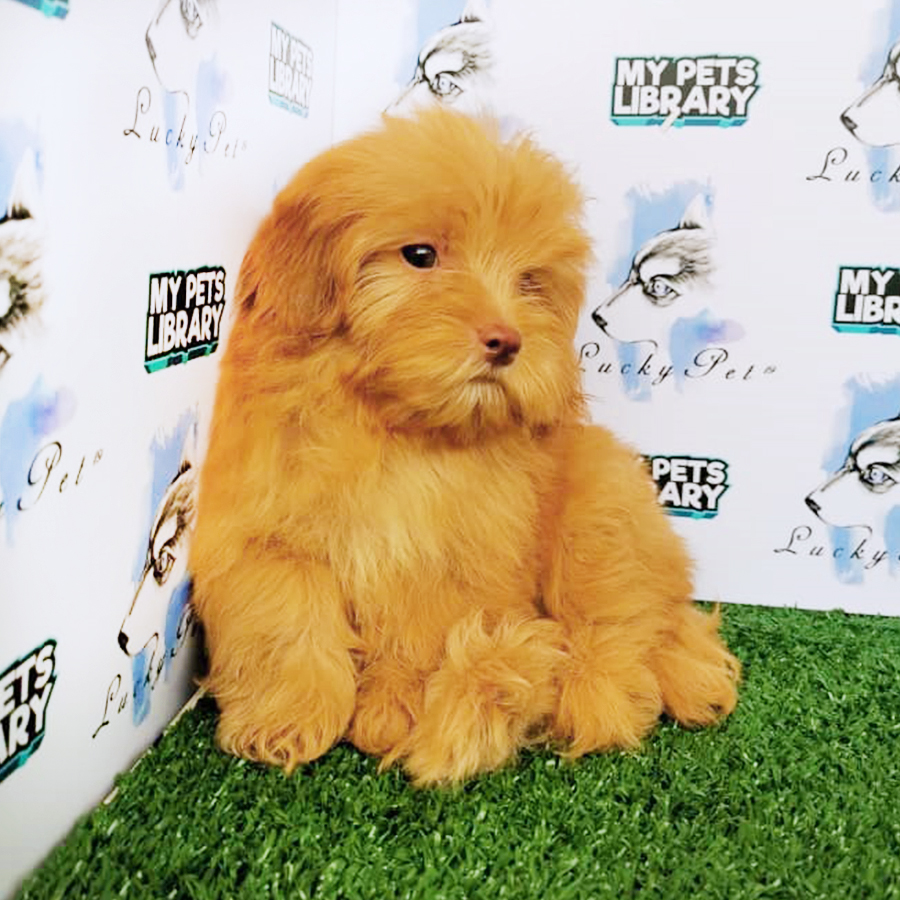Golden Brown Toy Poodle Puppy (Male) For Sale