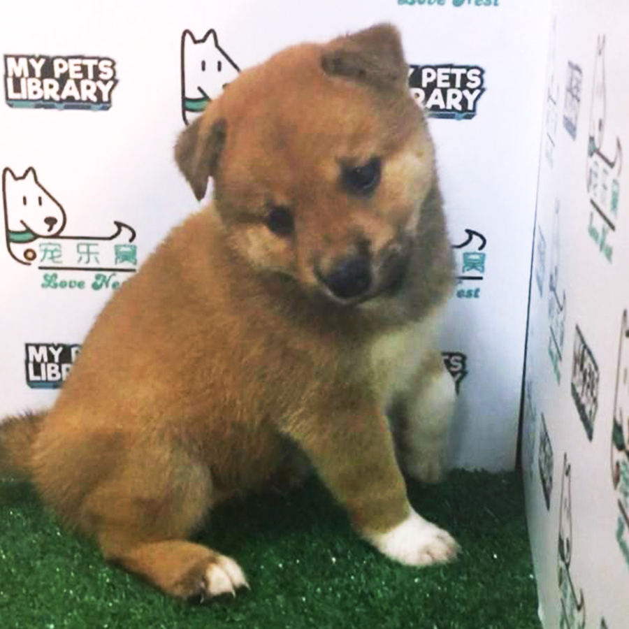 Brown Shiba Inu Puppy (Male) For Sale