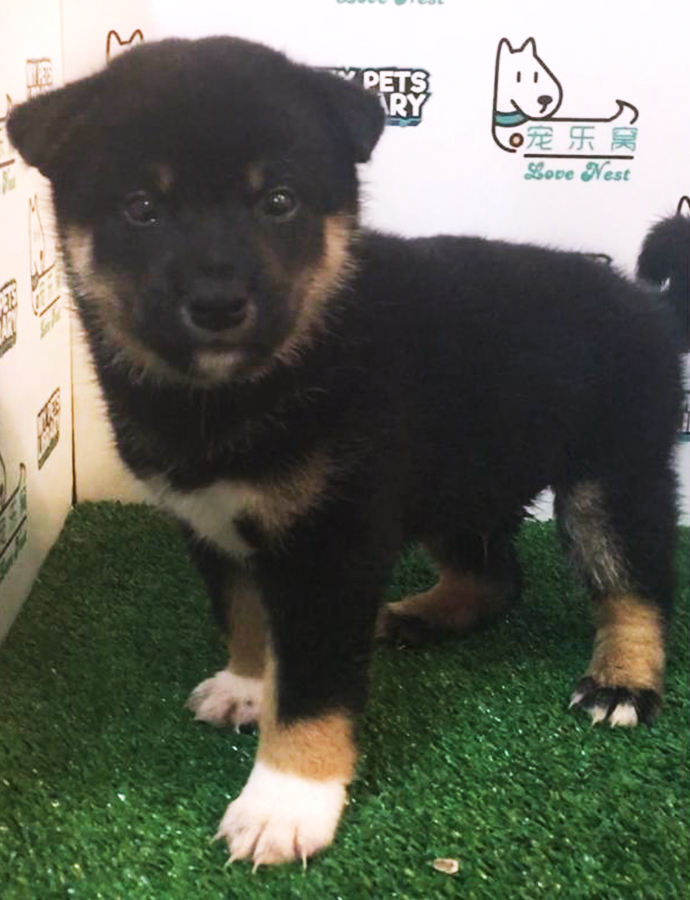 Tri Colour Shiba Inu Puppy (Male) For Sale