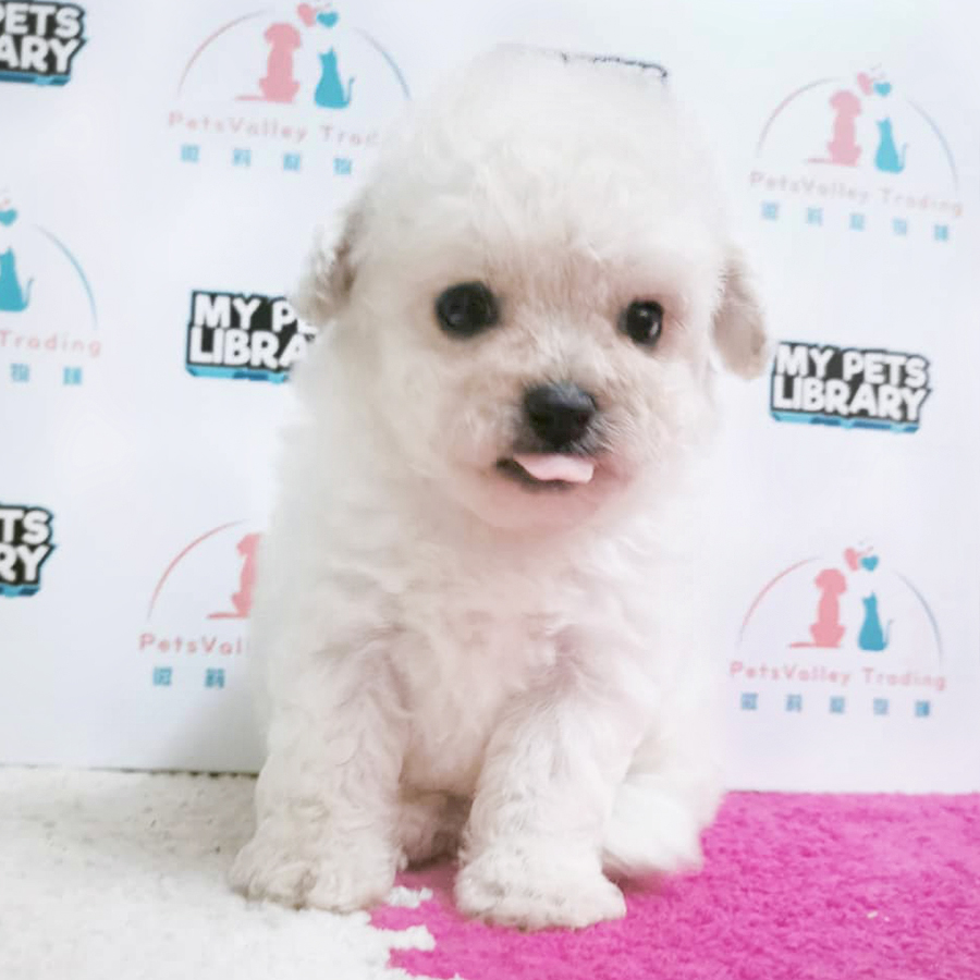 White Toy Poodle Puppy (Male) For Sale