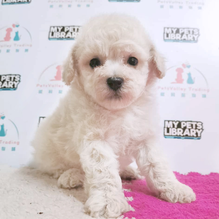 Cream White Toy Poodle Puppy (Male) For Sale