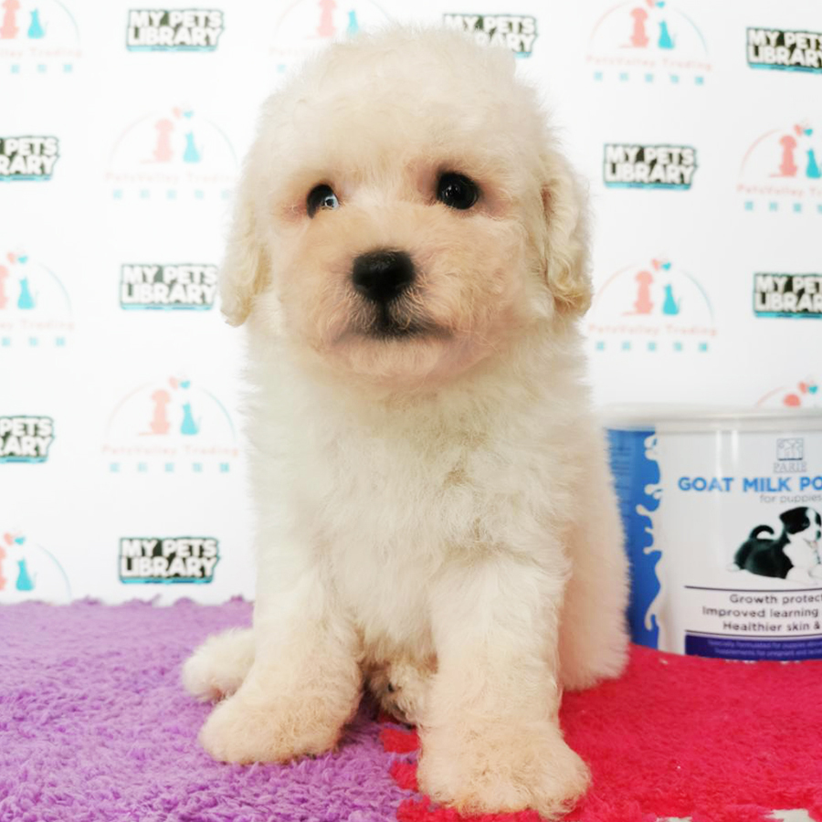 White Toy Poodle Puppy (Male) For Sale