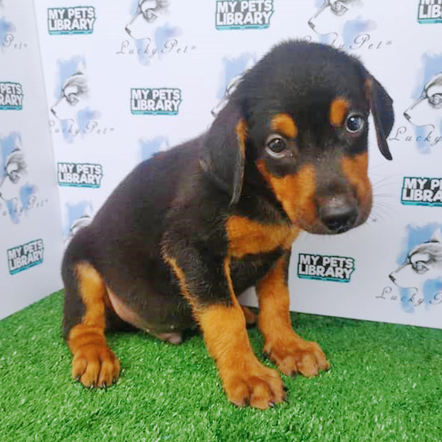 Doberman Puppy (Male) For Sale