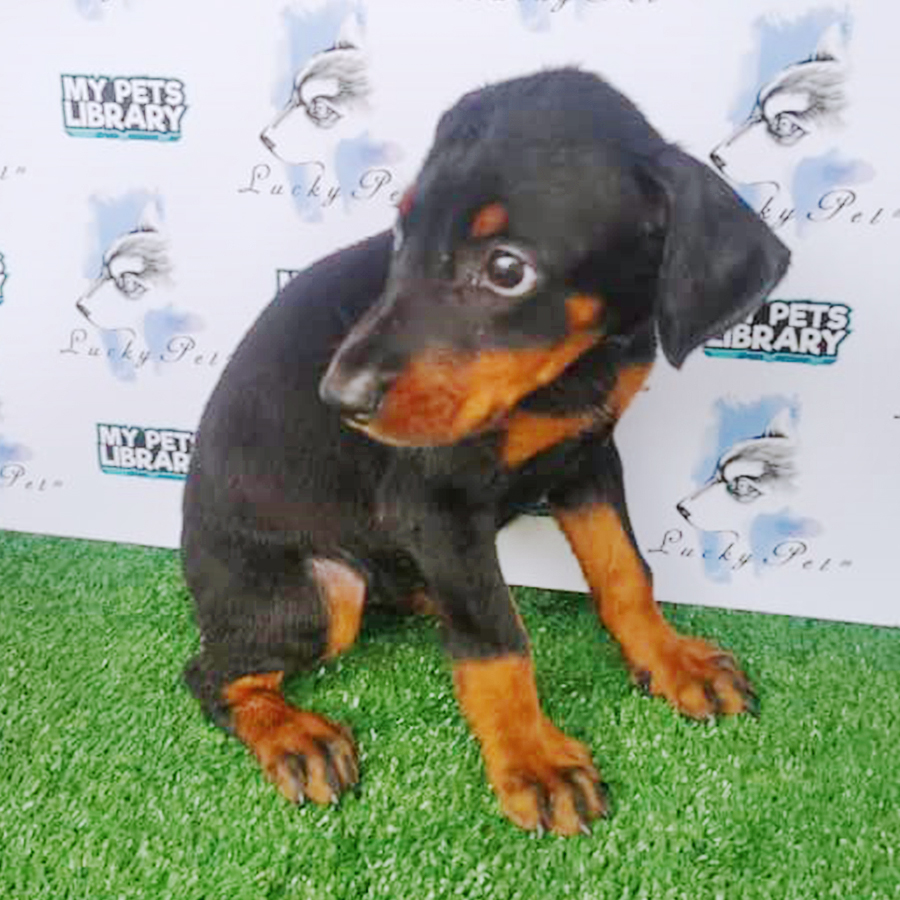 Doberman Puppy (Female) For Sale
