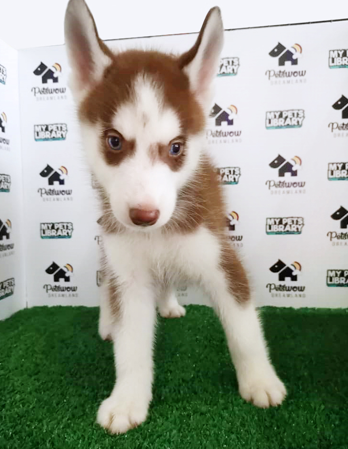 Red White Siberian Husky Puppy (Male) For Sale