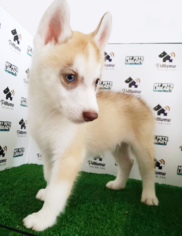 Red White Siberian Husky Puppy (Female) For Sale