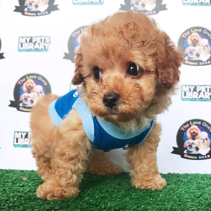 Brown Toy Poodle Puppy (Male) For Sale