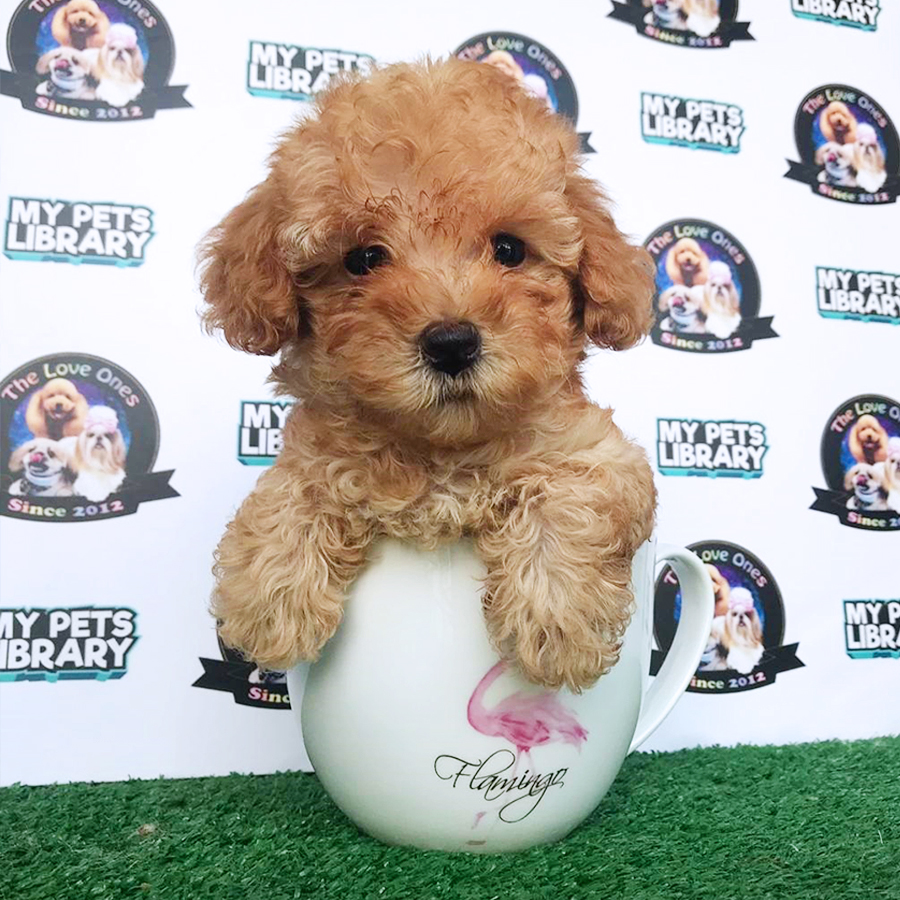 Brown Toy Poodle Puppy (Female) For Sale