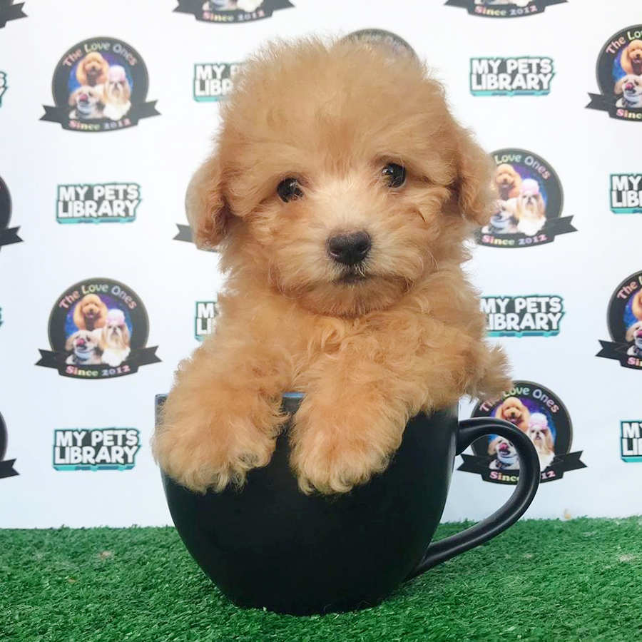 Brown Super Tiny Toy Poodle Puppy (Male) For Sale