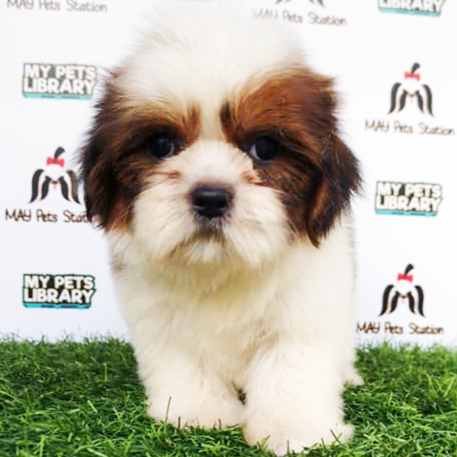 Shih Tzu Puppy (Male) For Sale