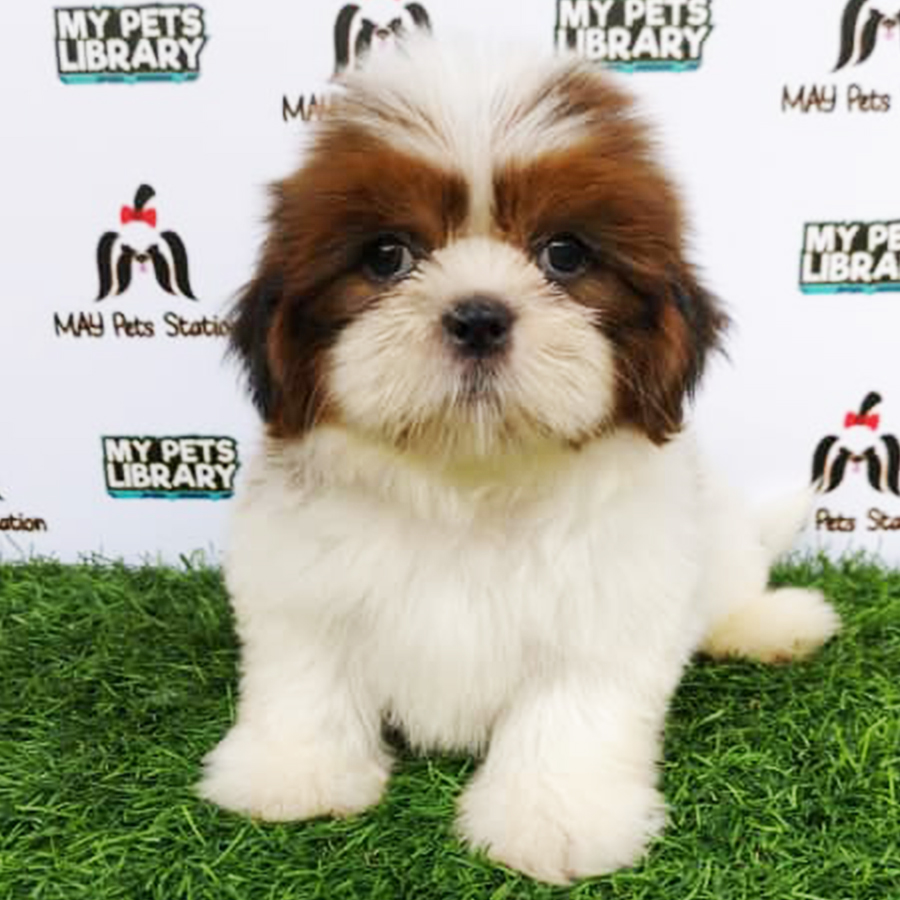 Shih Tzu Puppy (Female) For Sale