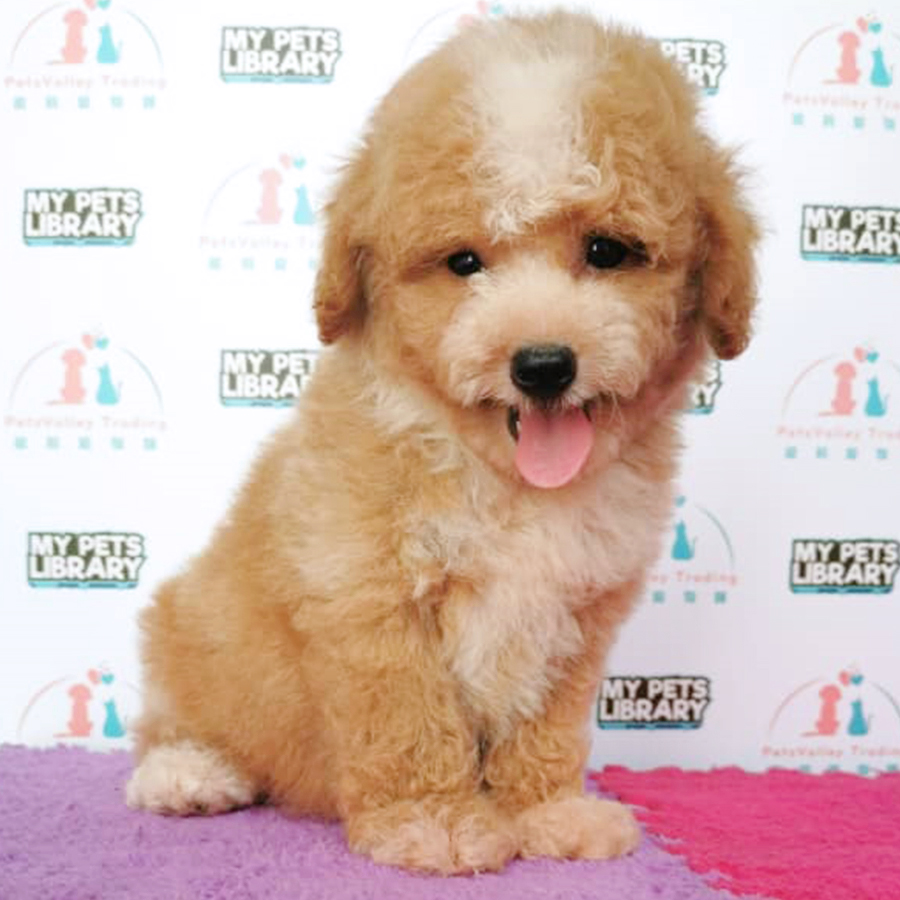 Brown & White Toy Poodle Puppy (Male) For Sale