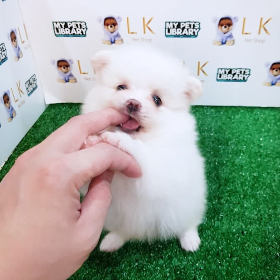 White Pomeranian Puppy (Male) For Sale