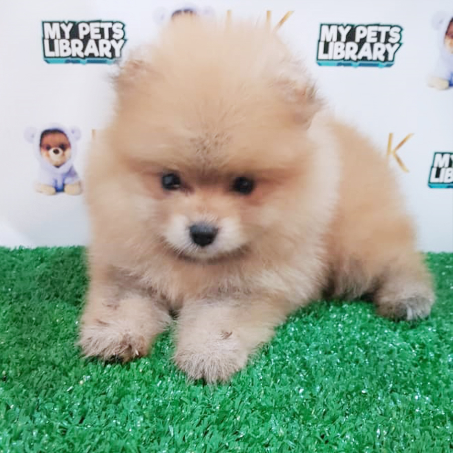 Orange Pomeranian Puppy (Male) For Sale
