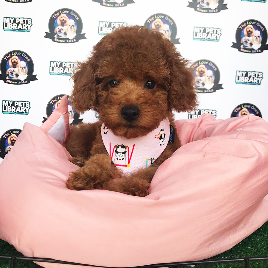 Red Toy Poodle Puppy (Female) For Sale