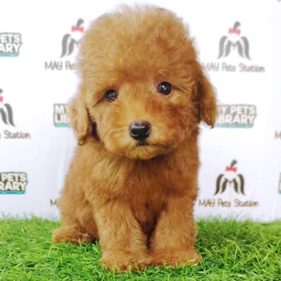 Brown Toy Poodle Puppy (Male) For Sale