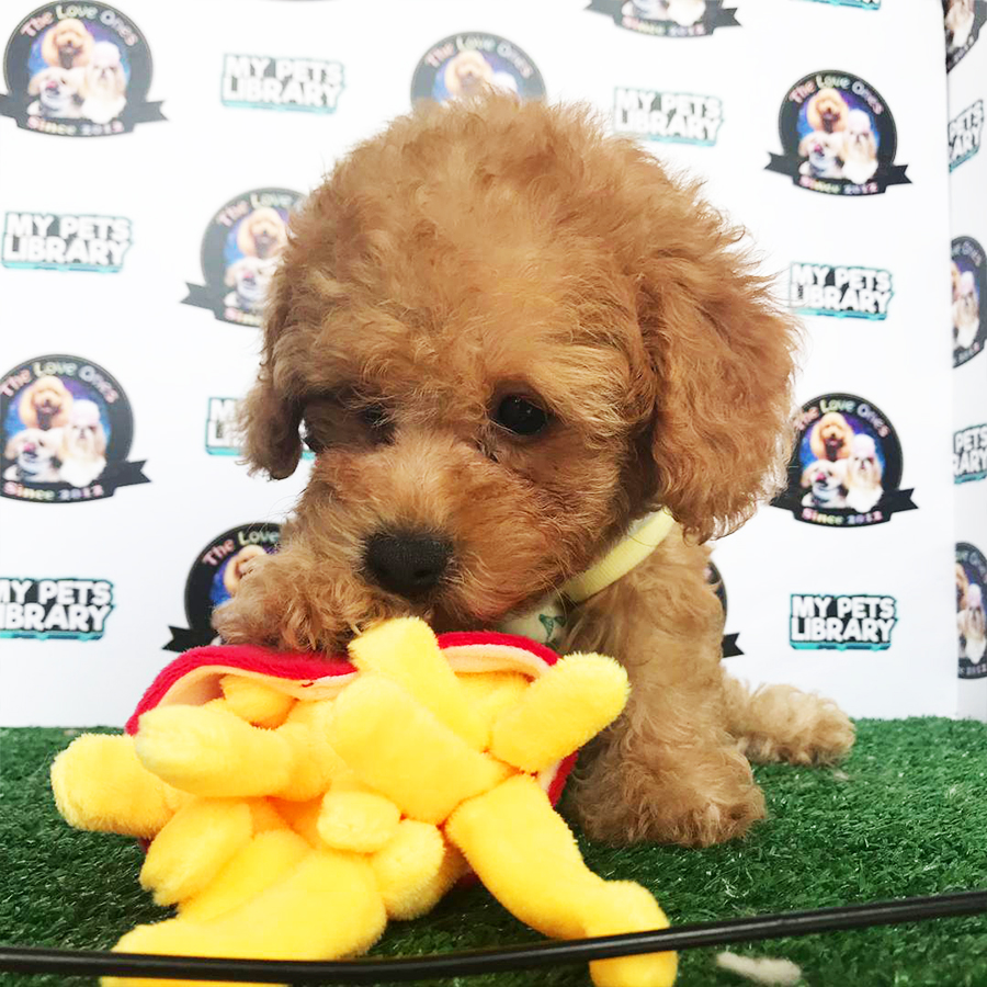 Brown Tiny Poodle Puppy (Female) For Sale