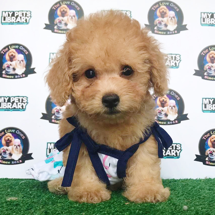 Brown Toy Poodle Puppy (Female) For Sale