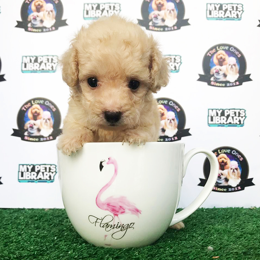 Cream Teacup Poodle Puppy (Female) For Sale