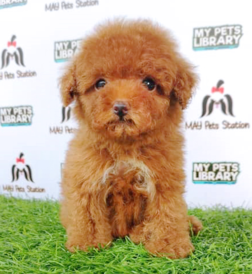 Brown Toy Poodle Puppy (Female) For Sale