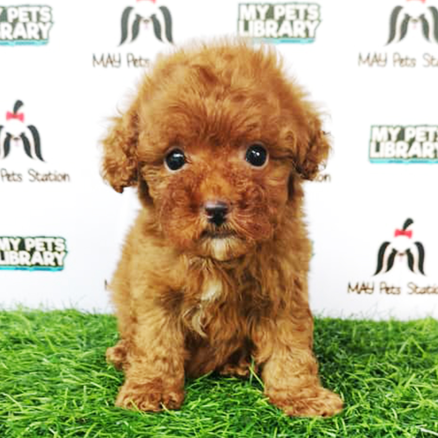 Brown Tiny Poodle Puppy (Female) For Sale