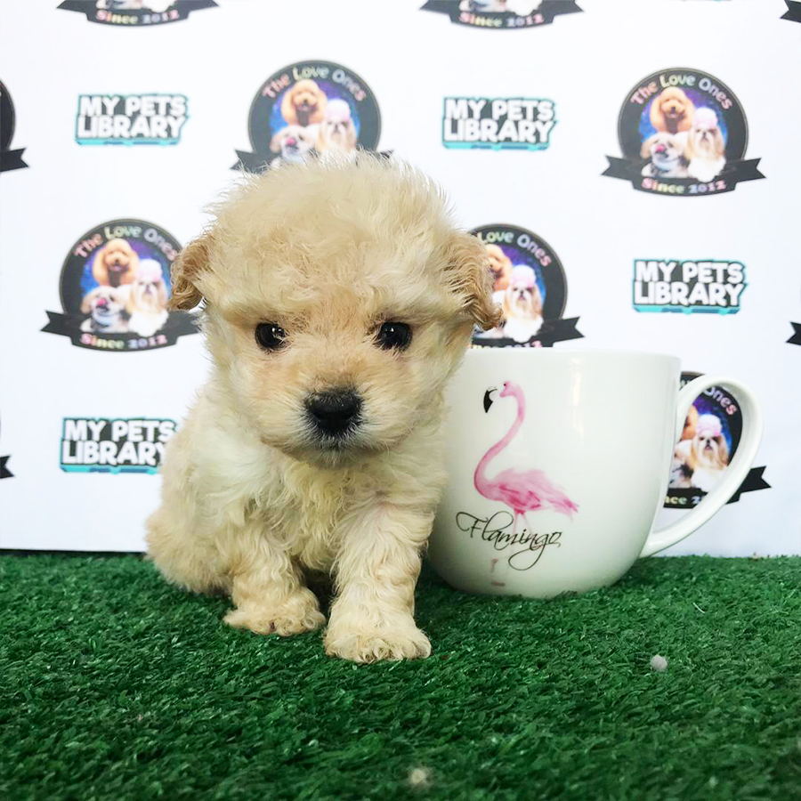 Cream Teacup Pocket Poodle Puppy (Male) For Sale