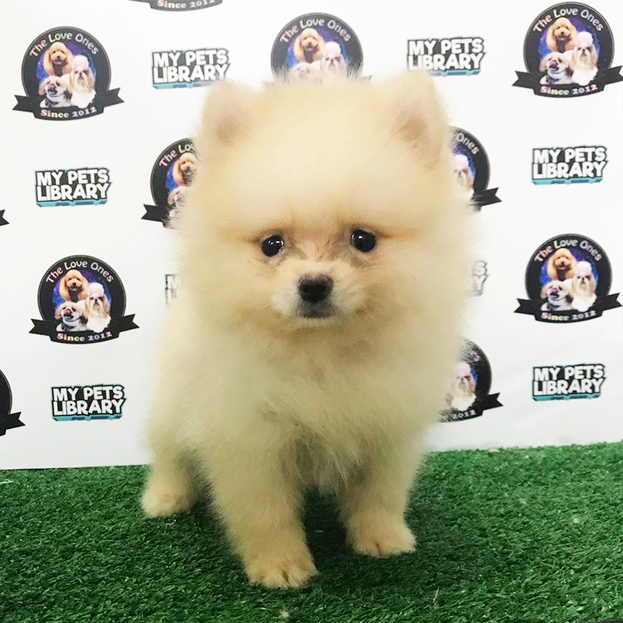 Cream Pomeranian Puppy (Male) For Sale