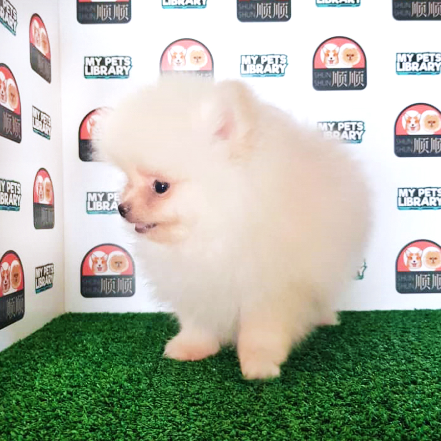 Cream Pomeranian Puppy (Female) For Sale