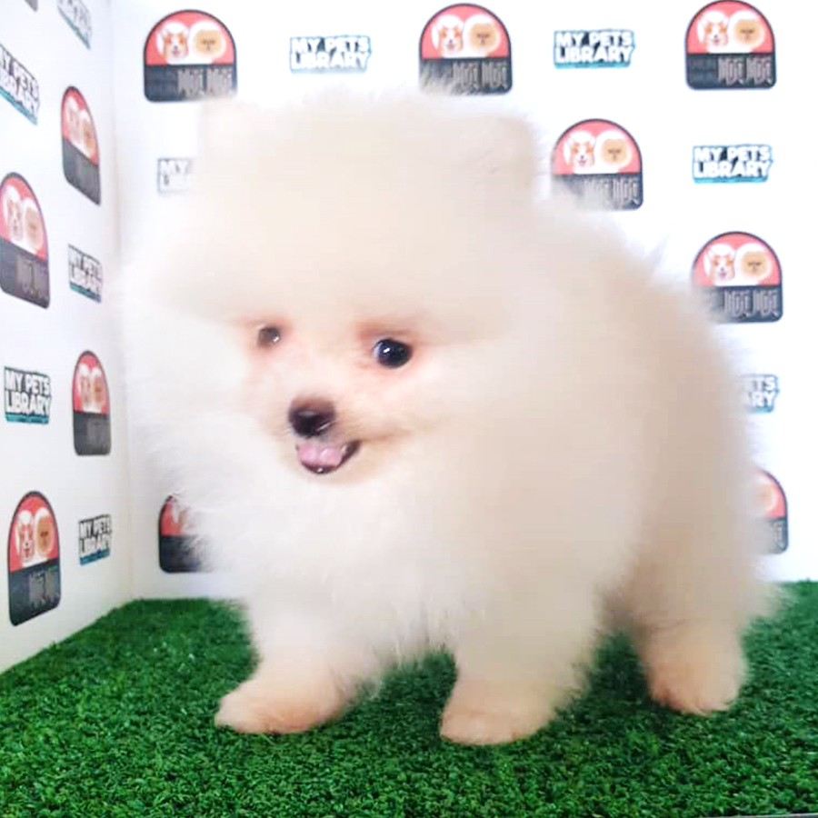 Cream Pomeranian Puppy (Female) For Sale