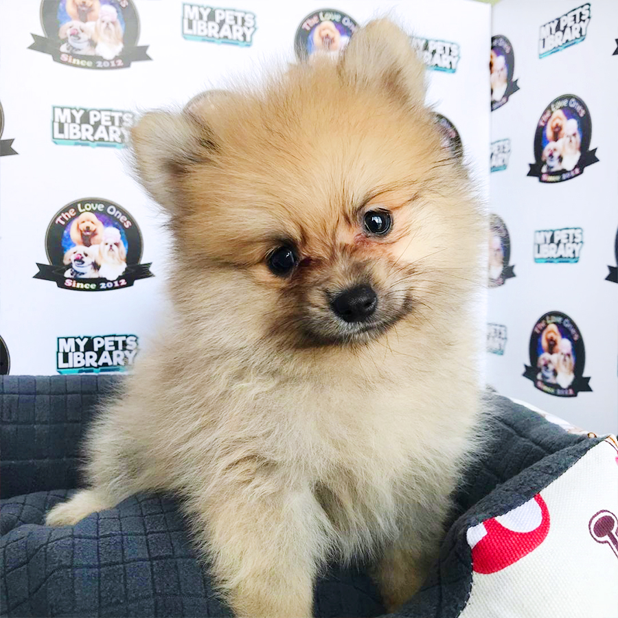 Brown Pomeranian Puppy (Male) For Sale