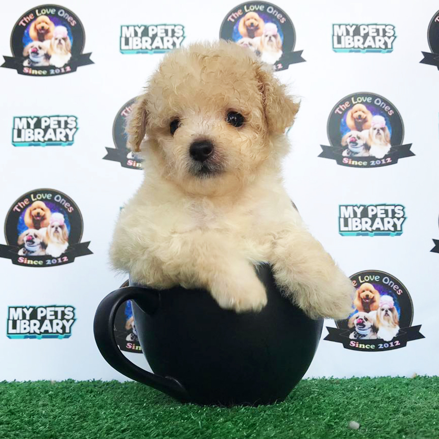 Cream Teacup Poodle Puppy (Female) For Sale