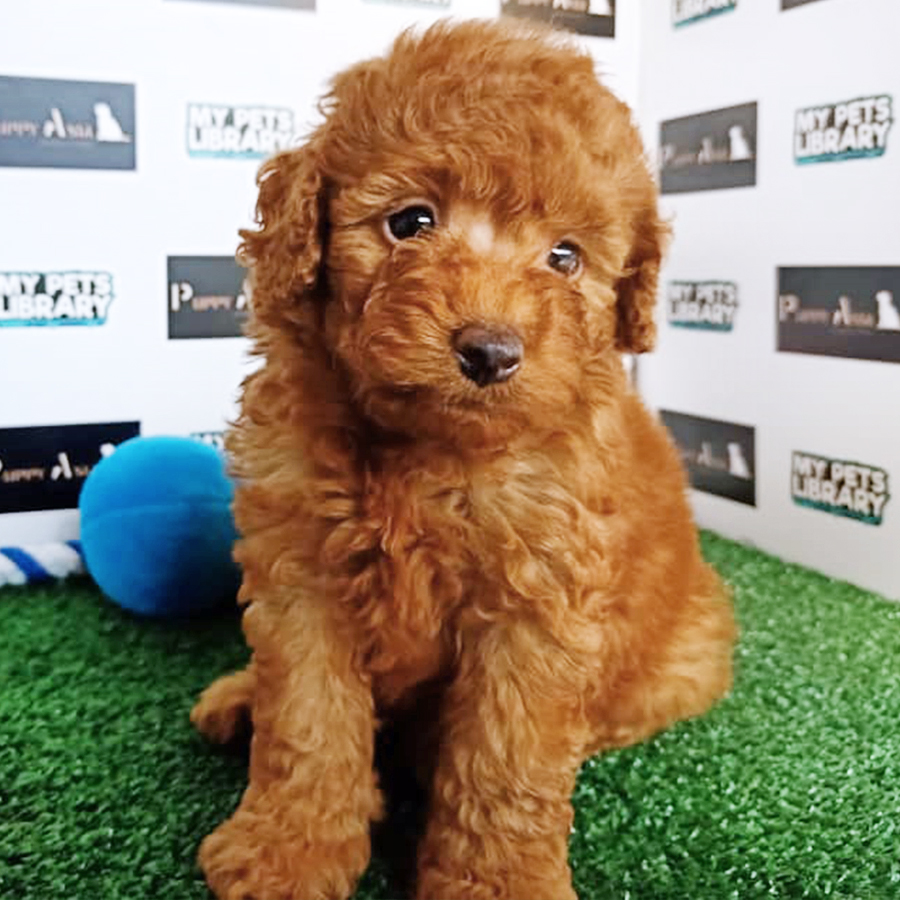 Toy Poodle Puppy (Male) For Sale