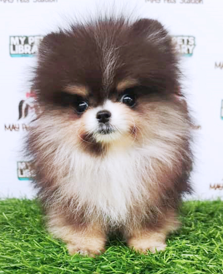 Teacup Pomeranian Puppy (Female) For Sale