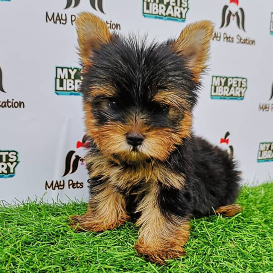 Yorkshire Terrier Puppy (Male) For Sale