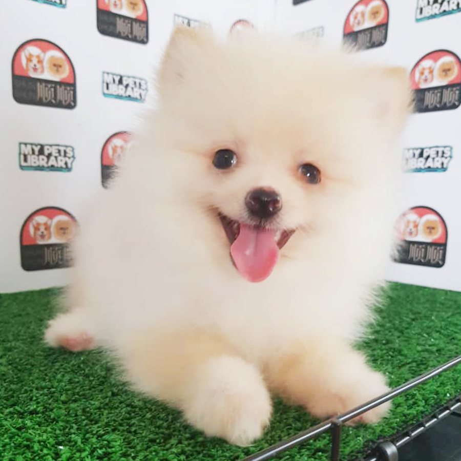 Cream Pomeranian Puppy (Female) For Sale