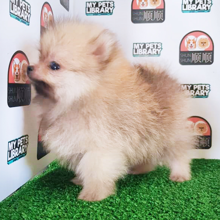 Sable Brown Pomeranian Puppy (Male) For Sale