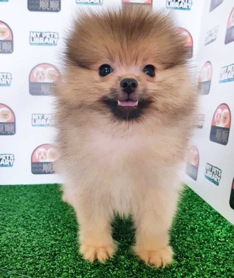Sable Brown Pomeranian Puppy (Male) For Sale