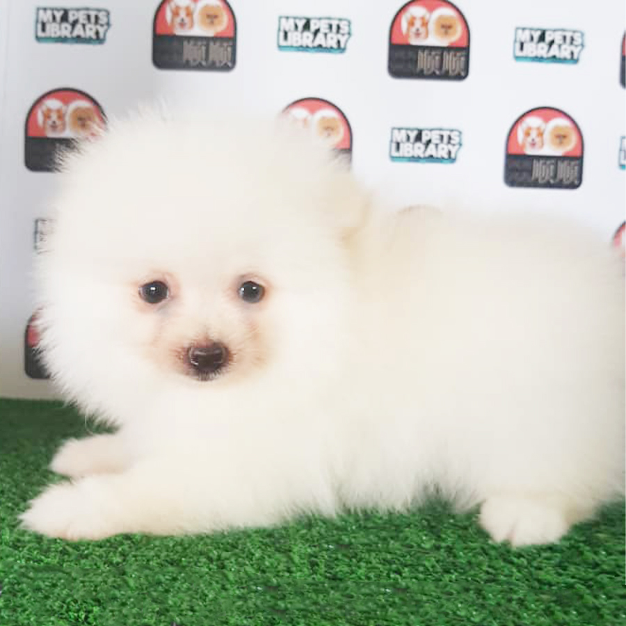 White Pomeranian Puppy (Male) For Sale